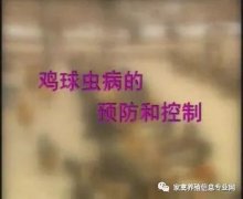 夏季球蟲到底該怎么預(yù)防治療？都在這里！