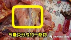 家禽氣囊炎其實(shí)不難治，找對(duì)方法最重要！