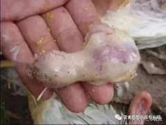 肉雞最頭疼的還是腺肌胃炎，到底該怎么解決？