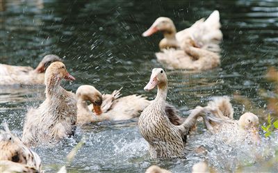 夏季肉鴨關(guān)鍵飼養(yǎng)管理要點（技術(shù)指導）